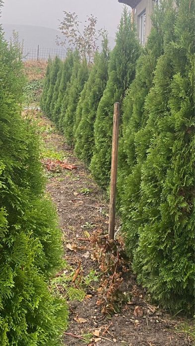 Продам красивые туи срочно