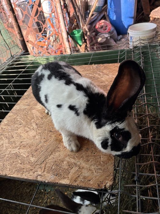 vand mascul fluture german