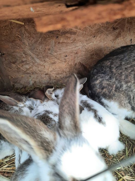 Vând iepurași mici