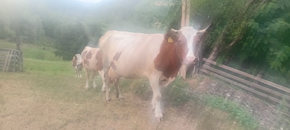Vind vacă baltata românească de 7 ani cu vitel de 3 săptămâni