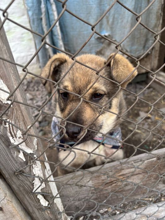 Ищем дом для щенка