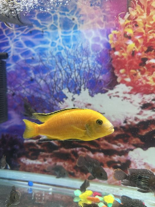 Afrikanski  baligi akvariumni baliq kattaligi 10/15 sm