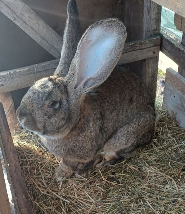 Iepuri uriaș german