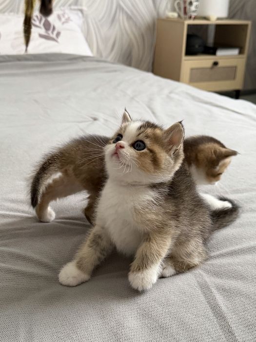 Британские котята