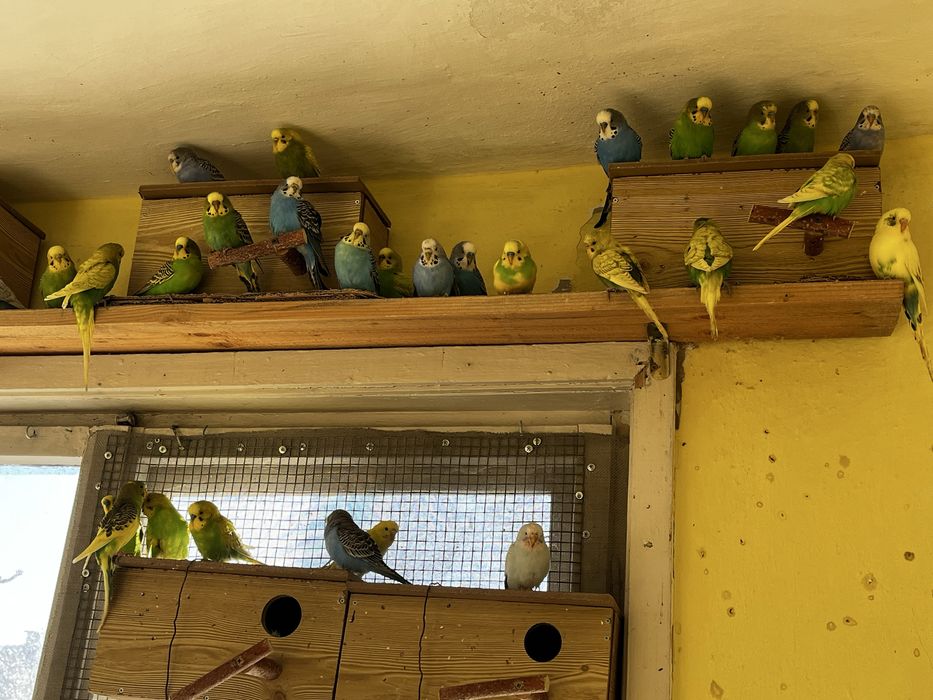 Вълнисти папагали