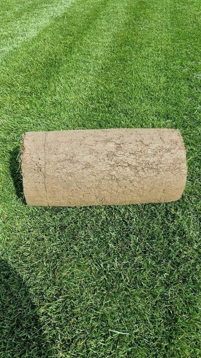 Gazon rulou de calitatea extra de zone umbrite de soare