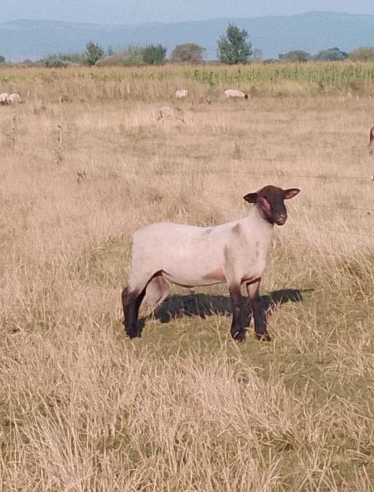Berbeci suffolk de un an.