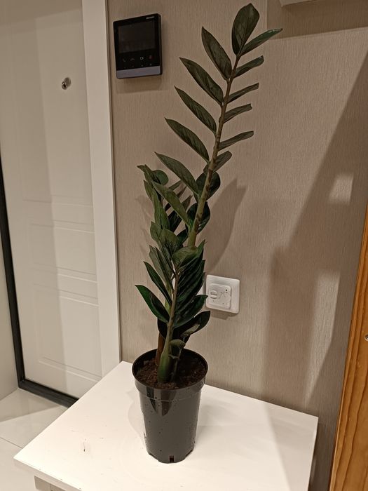 Продам замиокклькос (долларовое дерево)