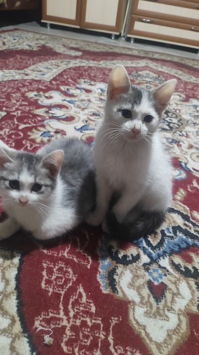 Отдам котят (мальчики)