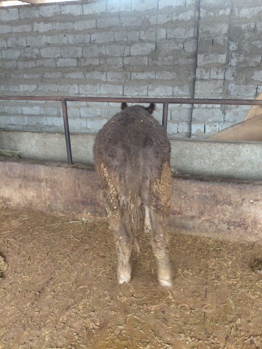 Бұқалар сатылады