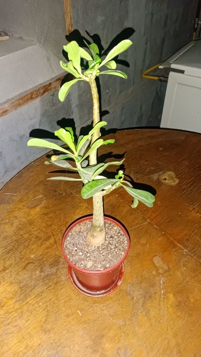 Adenium guli daraxti