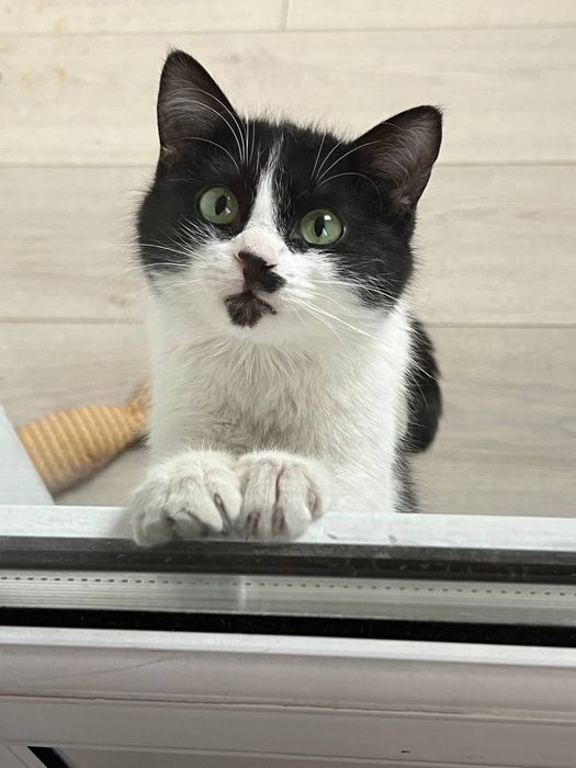 Молодая кошка ищет дом