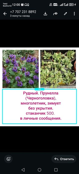 Цветы  и кустарники многолетние