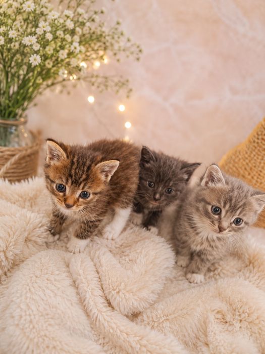 Отдам котят в хорошие руки