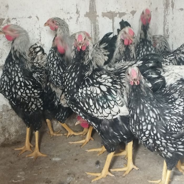 Продам куры домашние
