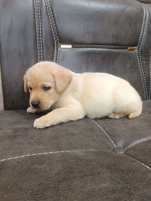 Щенок лабрадора .мальчик