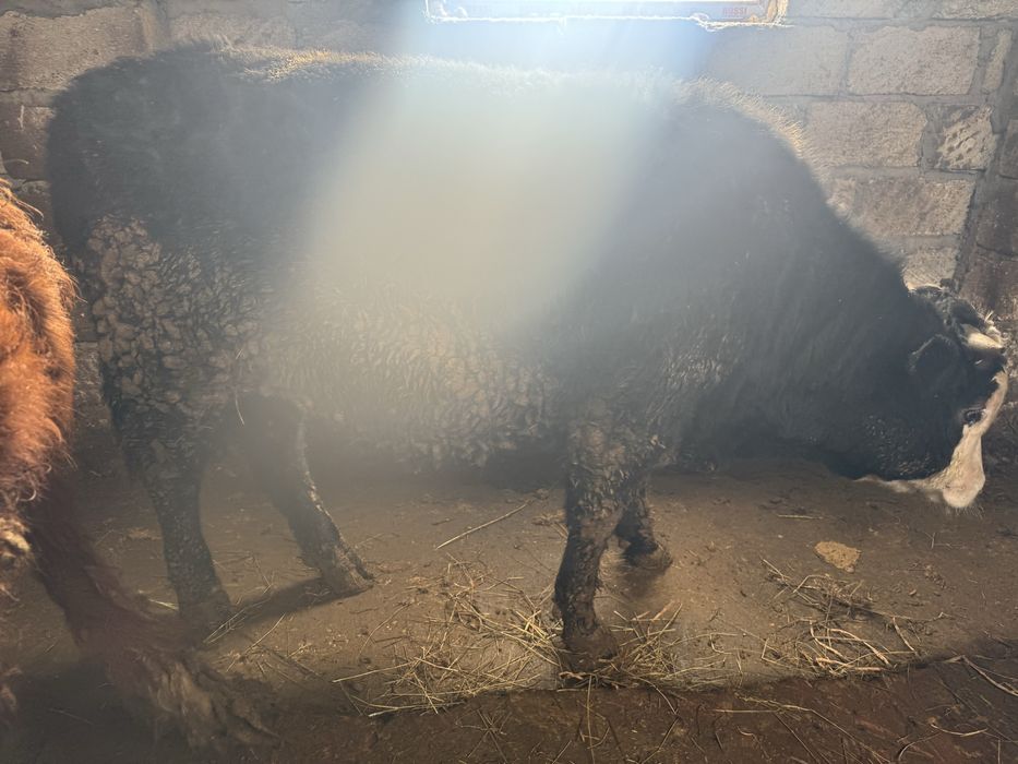 Продаются Бычки 6 голов