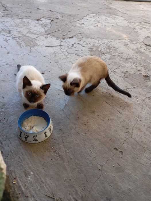 отдам котят в добрые руки