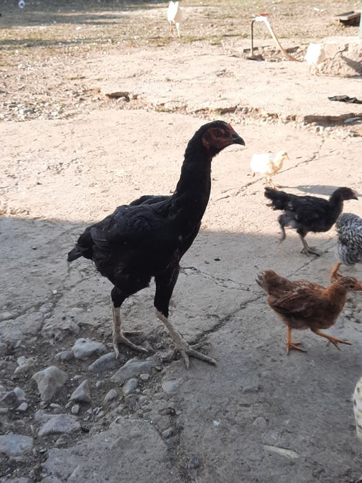 Дені сау жақсы күтілген