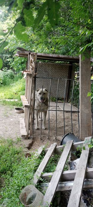 Ырғашы йт сатылады жасы 1 де