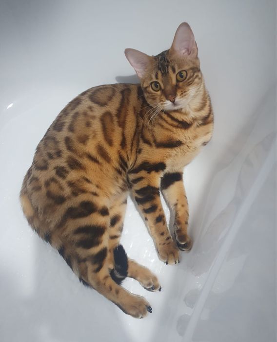 Вязка бенгальской кошки