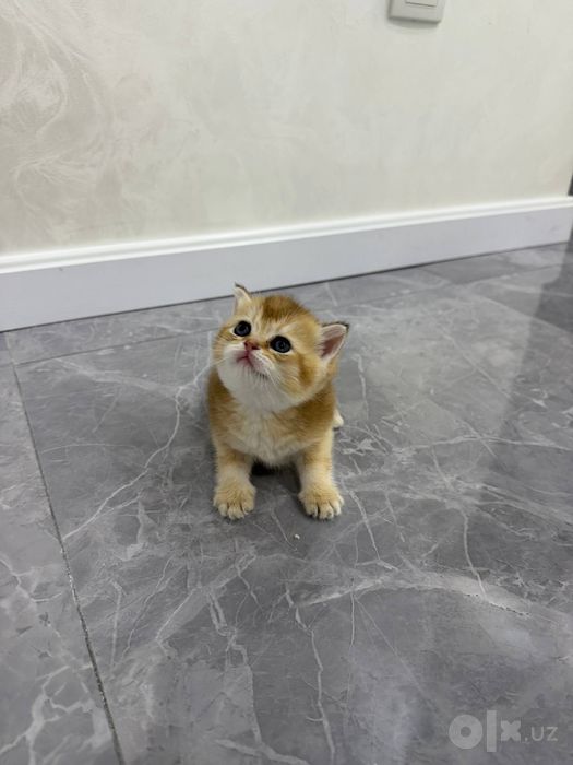 котята британской шиншиллы с тикированным окрасом. (мушук)