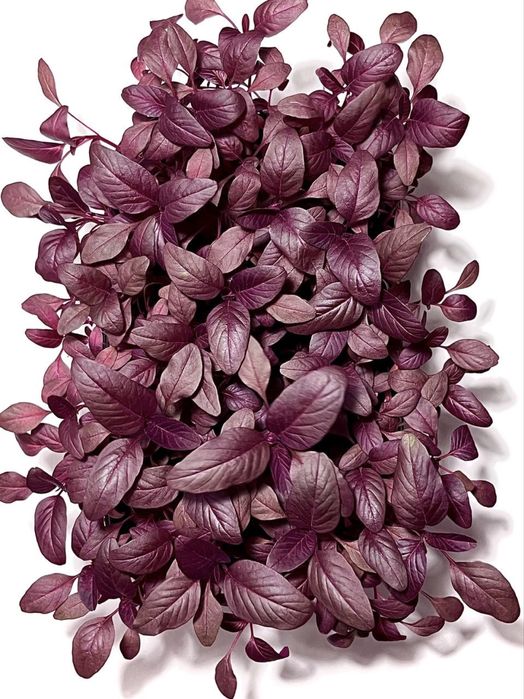 Микрозелень Щучинск