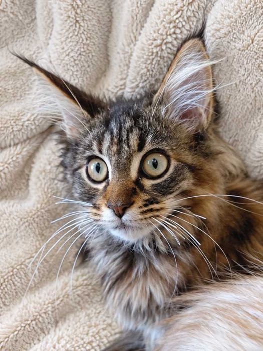 NIRA – Maine Coon femelă f22, pedigree | LYNX RUNE CODE