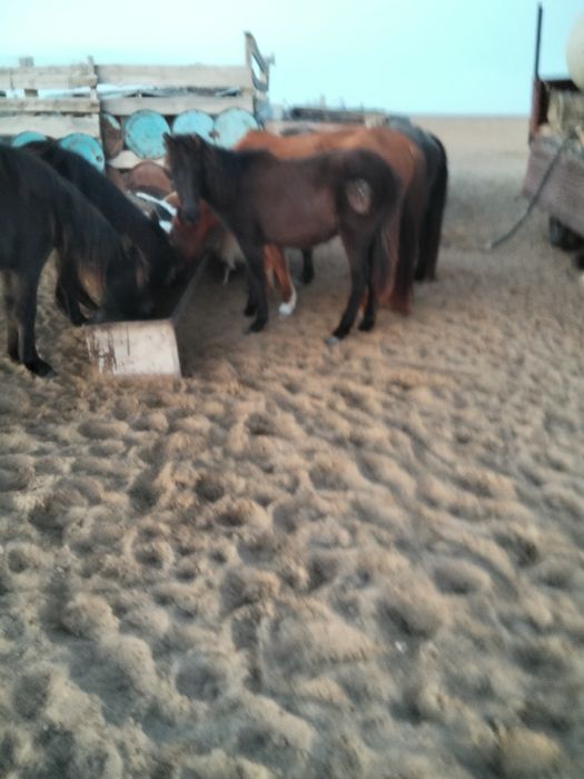 Жақсы Тайлар сатылады