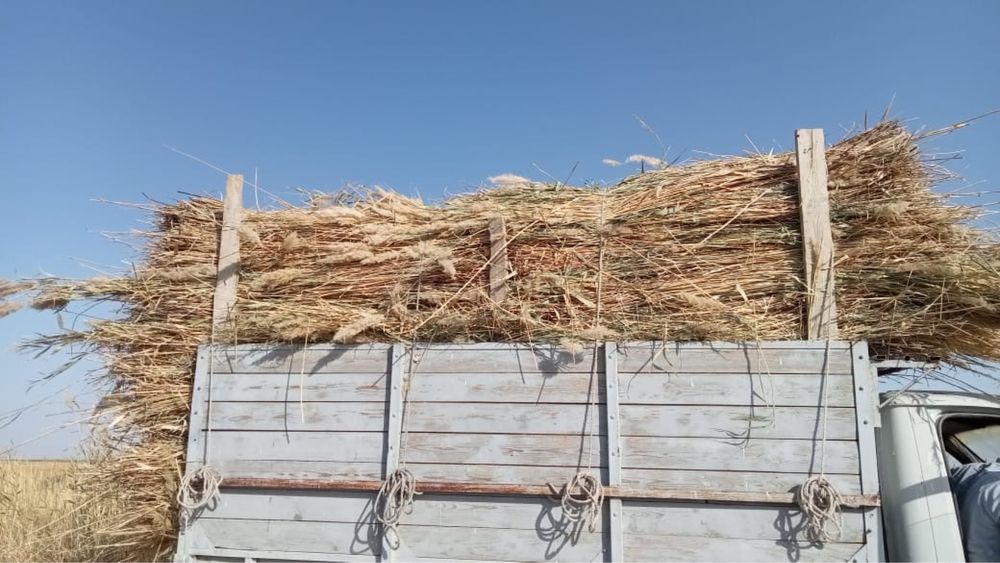 Камыс сатылады. Қамыс бар.