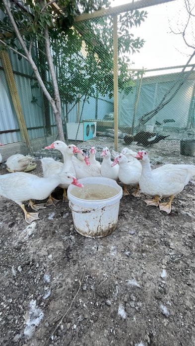 Мусксный утка Индаутка