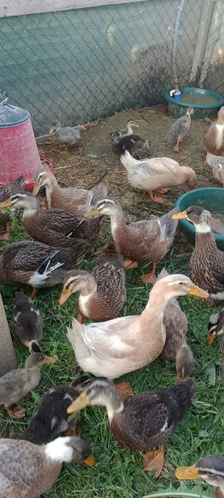 Rate macaitoare de vanzare