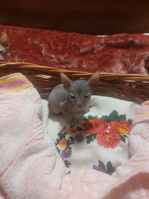 Бронь котят Донского сфинкса.
