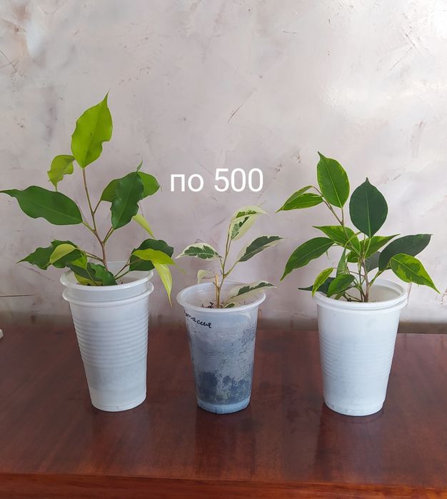 Фикусы Бенджамина сортовые, фуксия,