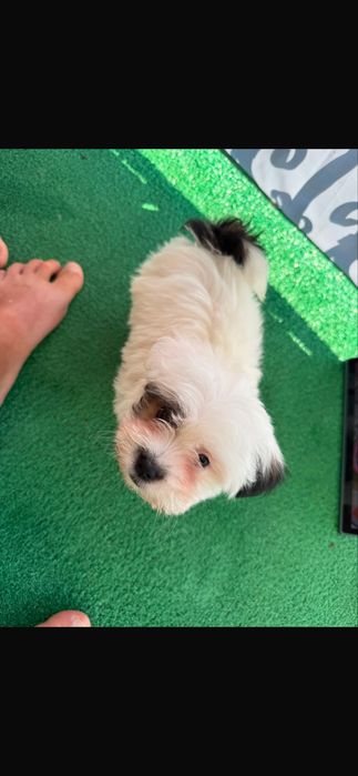 Vand pui bichon maltez mini 2 luni baietel