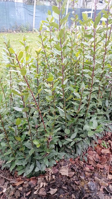 Дафинов лист Разсад