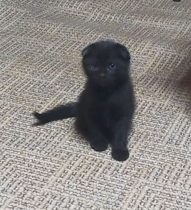 Отдам в добрые руки