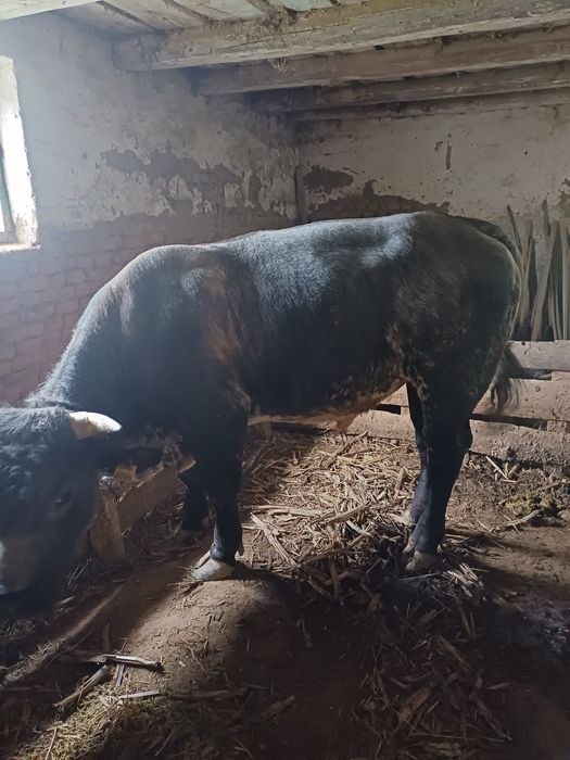 Taur  de 1 an și 9 luni