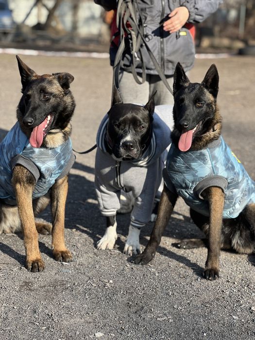 Инструктор по вязкам для собак