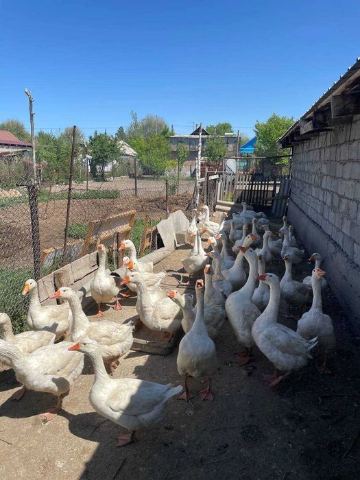 взрослые гуси домашние