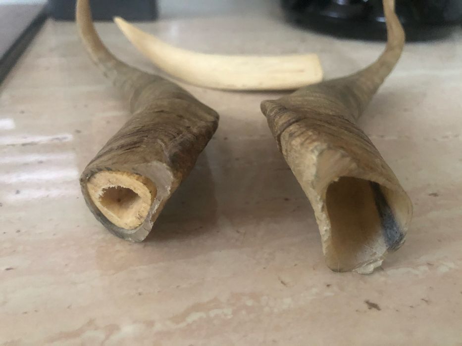 Coarne de berbec set