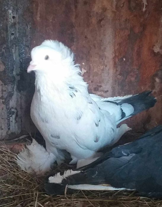 Vand 2 perechi uriasi maghiari