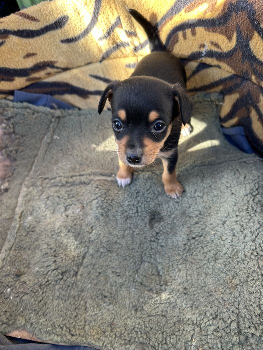 Малки пинчерчета