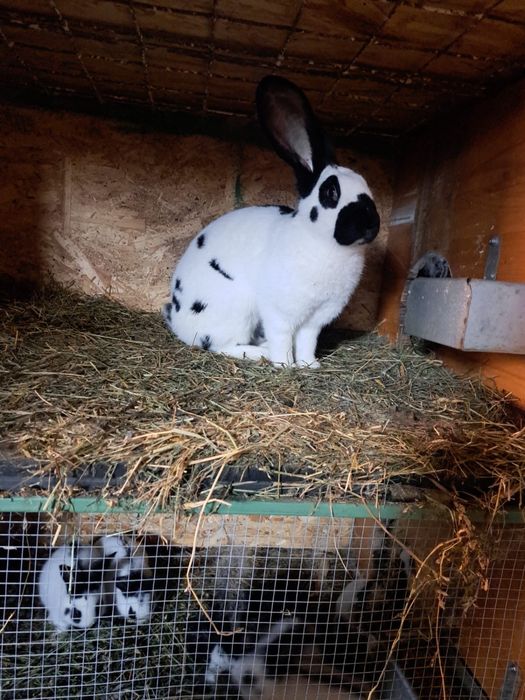 Vand Iepuri fluture german si urias german