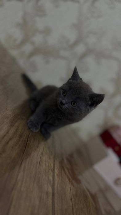 Zoti:Scottish Fold va Scotish okrasi:chiroyli kulramg
Yoshi: 2 oylik
J