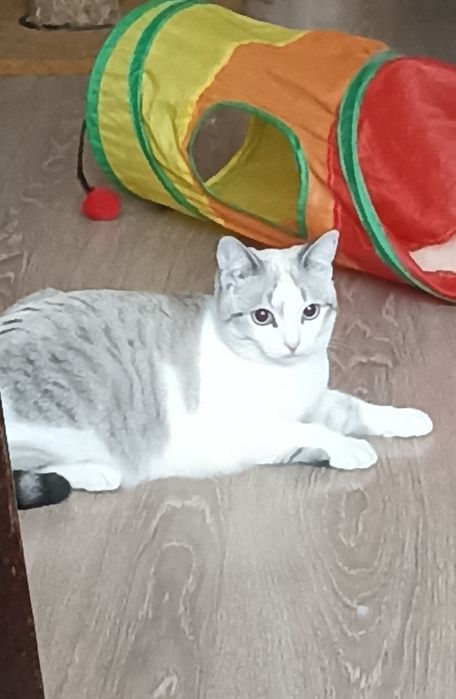 Кошечка,8 мес.в добрые руки