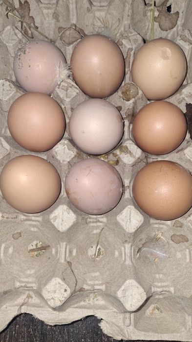 Икубатир жумыртқа