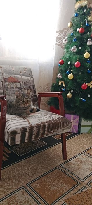 Пропал кот пропал