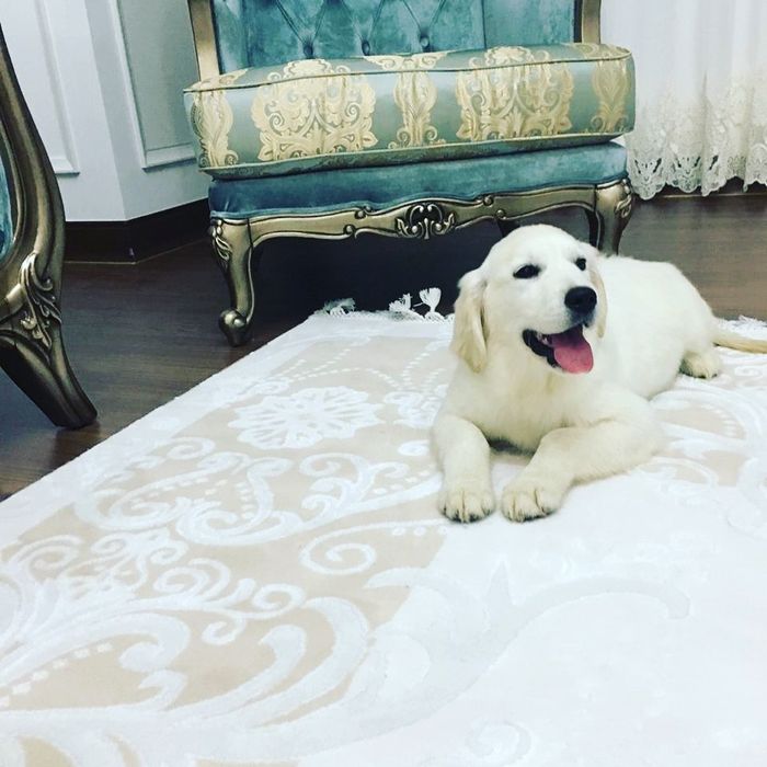 Щенки голден ретривера