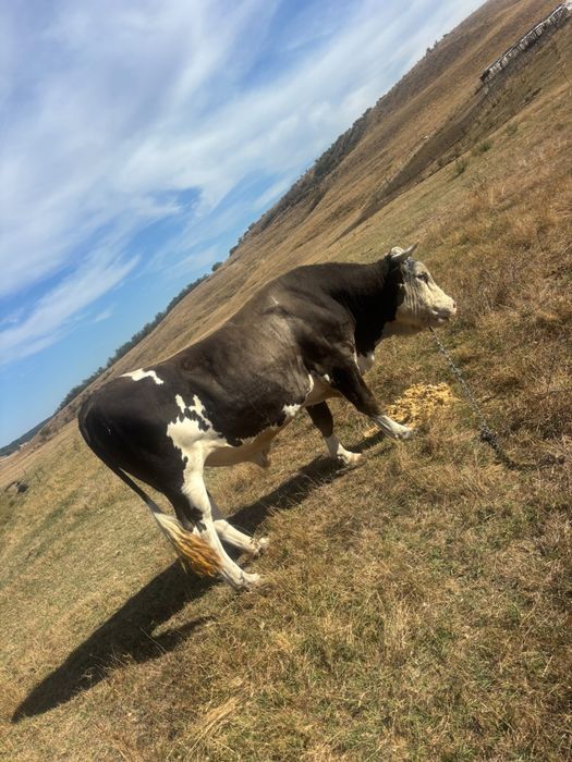 Taur de vânzare – bun de montă sau sacrificat